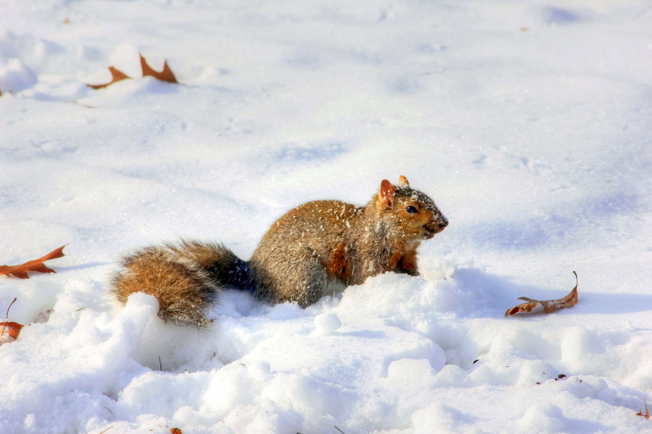 Tiere im Winter